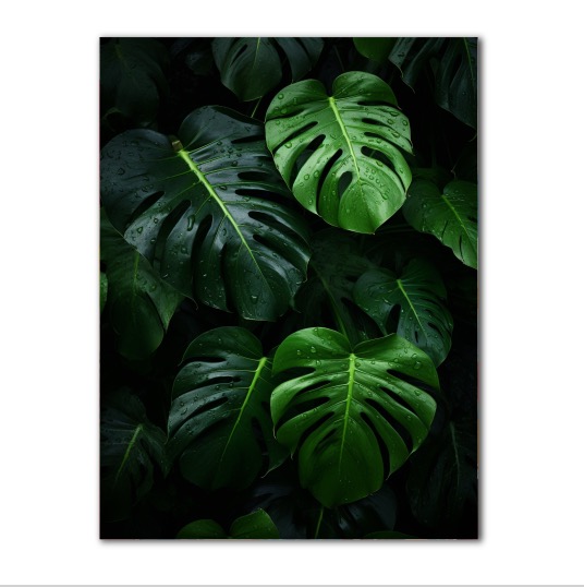 Obraz na plátně - Monstera